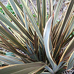 Phormium - Alison Blackman - New Zealand Flax