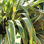 Phormium cookianum - Tricolor - New Zealand Flax - 2nd Image