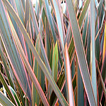 Phormium - Rainbow Queen - New Zealand Flax