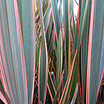 Phormium - Rainbow Queen - New Zealand Flax - 2nd Image