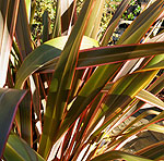 Phormium - Sundowner - Mountain Flax