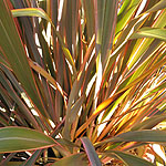 Phormium - Sundowner - Mountain Flax - 2nd Image