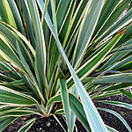 Phormium tenax - Variegatum - New Zealand Flax