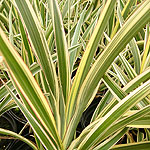 Phormium cookianum - Tricolor - New Zealand Flax