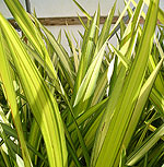 Phormium - Yellow Wave - New Zealand Flax