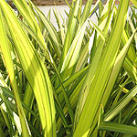 Phormium - Yellow Wave - New Zealand Flax - 2nd Image