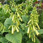 Phygelius rectus - Moonraker - Cape Figwort