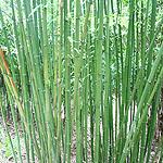 Phyllostachys bambusoides