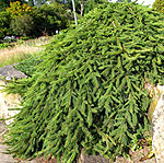 Picea abies - Reflexa - Weeping Norway Spruce, Picea - 3rd Image