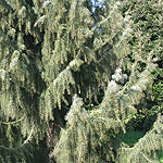 Picea breweriana - Brewer Spruce, Picea