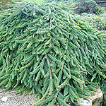 Picea abies - Reflexa - Weeping Norway Spruce, Picea