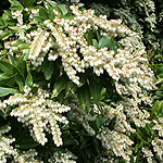 Pieris formosa - Wakehurst