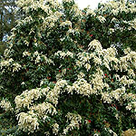 Pieris japonica