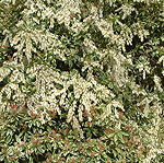 Pieris japonica - Little Heath - 3rd Image