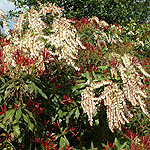 Pieris formosa forestii - Jermyns