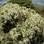 Pieris japonica - Little Heath