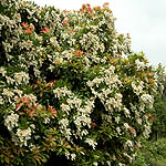 Pieris formosa - Wakehurst - 3rd Image