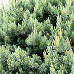 Pinus sylvestris - Beuvronensis - Ornamental scots pine