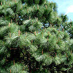 Pinus montezumae - Montezuma pine