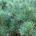 Pinus mugo - Mops