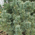 Pinus pumila - Blue Dwarf