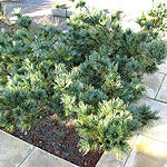 Pinus pumila - Draijers Dwarf