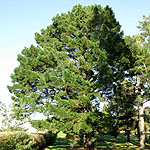 Pinus radiata - Monterey pine