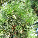 Pinus radiata - Monterey pine - 2nd Image