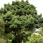 Pinus sylvestris - Scots pine