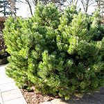 Pinus sylvestris - Beuvronensis - Ornamental scots pine - 2nd Image