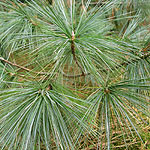 Pinus wallichiana - Himalayan pine