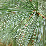 Pinus wallichiana - Himalayan pine - 2nd Image
