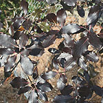 Pittosporum tenuifolium - Dark Delight