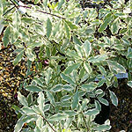 Pittosporum eugenoides - Variegata