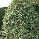 Pittosporum tenuifolium - Garnettii