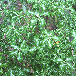 Pittosporum tenuifolium - Loxhill Gold