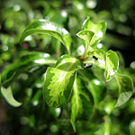 Pittosporum tenuifolium - Loxhill Gold - 2nd Image