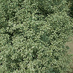 Pittosporum tenuifolium - Marjory Channon