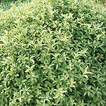 Pittosporum tenuifolium - Pompom