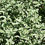 Pittosporum tenuifolium - Silver Princess