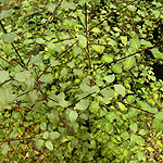 Pittosporum tenufolium - Tandara Gold