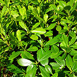 Pittosporum tobira - Nanum