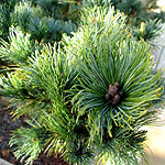Pinus pumila - Draijers Dwarf - 2nd Image