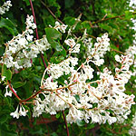 Fallopia baldschuanica - Russian Vine, Fallopia