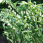 Polygonatum x hybridum - Stiatum - Solomons seal, Polygonatum