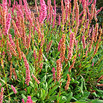 Persicaria affine - Bistort