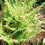 Polystichum setiferum - Acutilobum - Soft Shield Fern