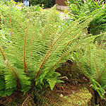 Polystichum setiferum - Divisilobum