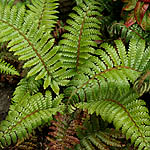 Polystichum polyblepharum - Japanese Tassel fern