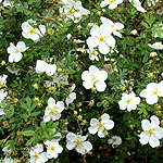 Potentilla fruticosa - Abbotswood